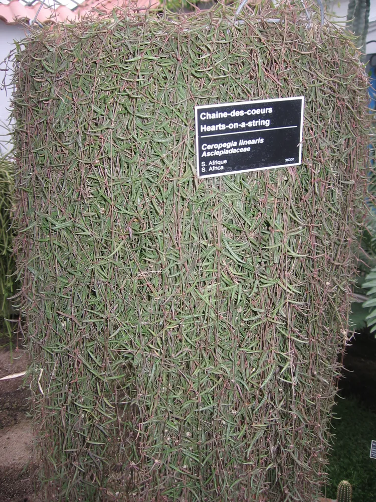 ceropegia linearis plant showing characteristic features