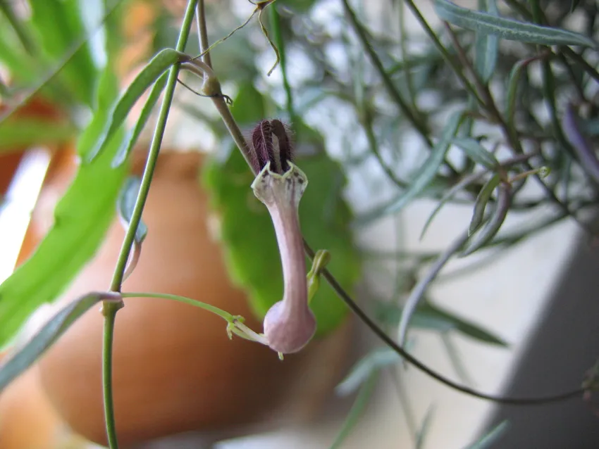 ceropegia linearis plant showing characteristic features