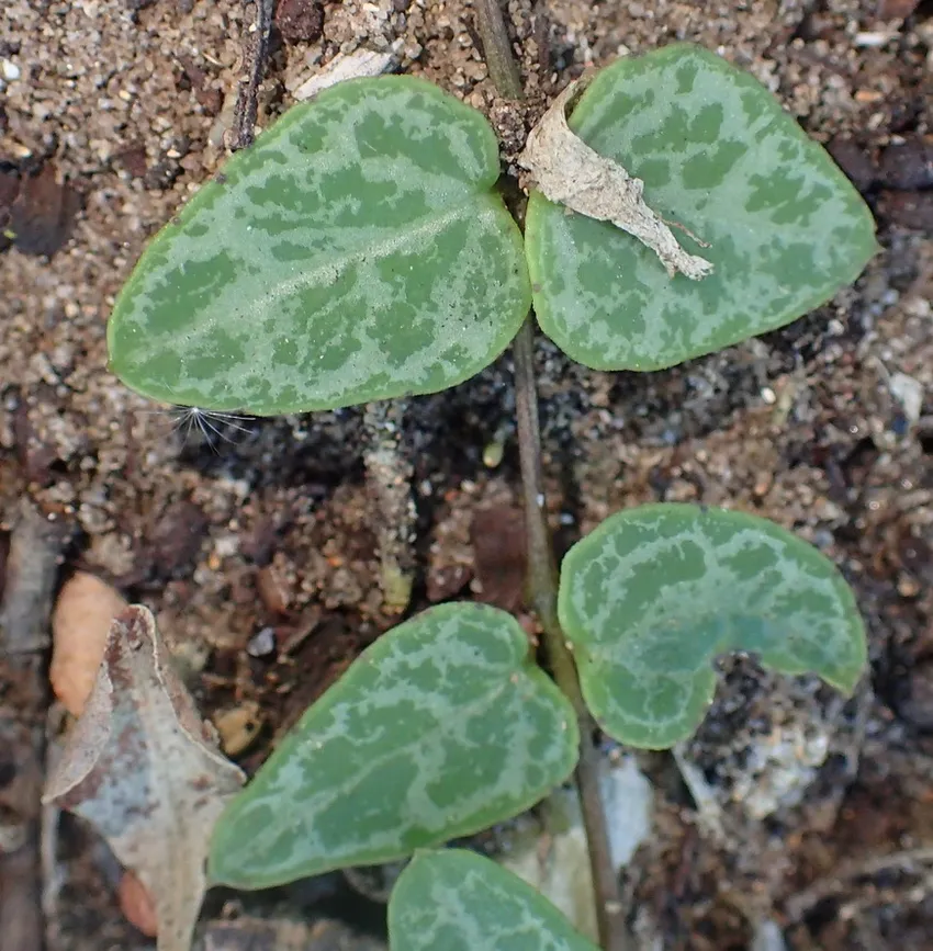 ceropegia linearis plant showing characteristic features