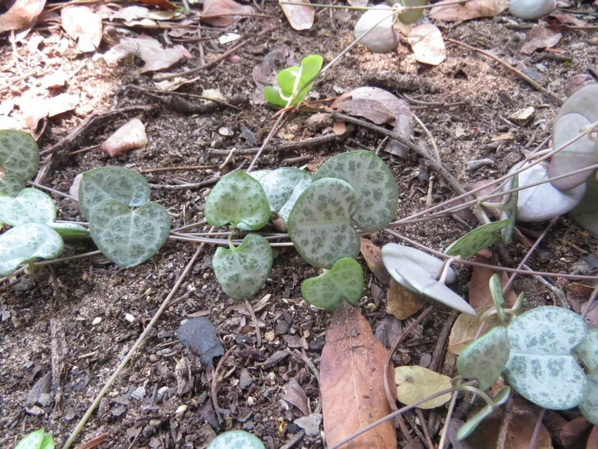 ceropegia linearis plant showing characteristic features