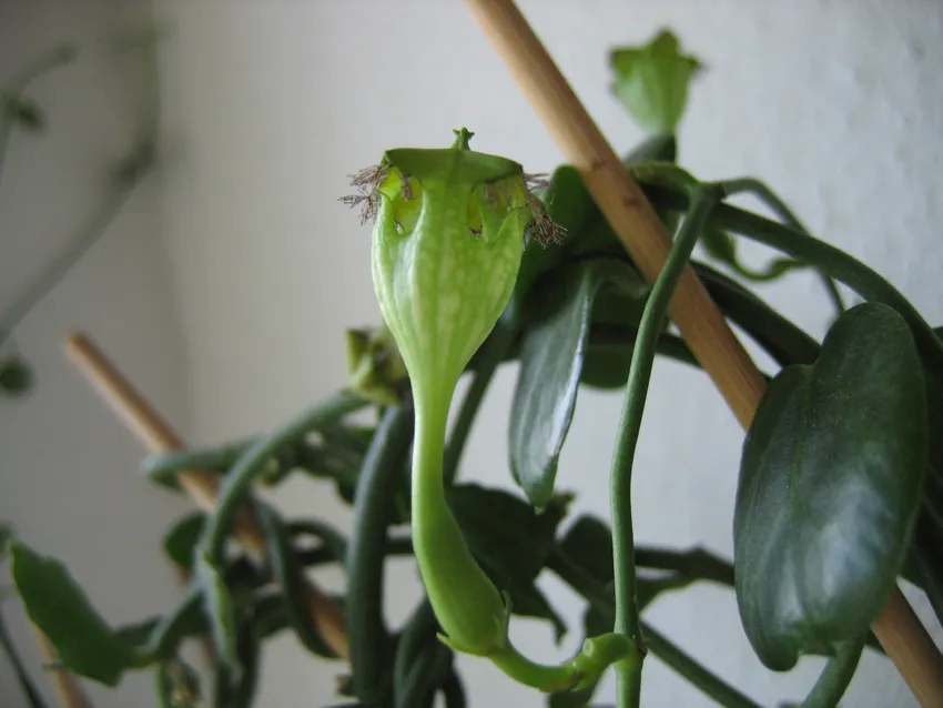 ceropegia sandersonii plant showing characteristic features