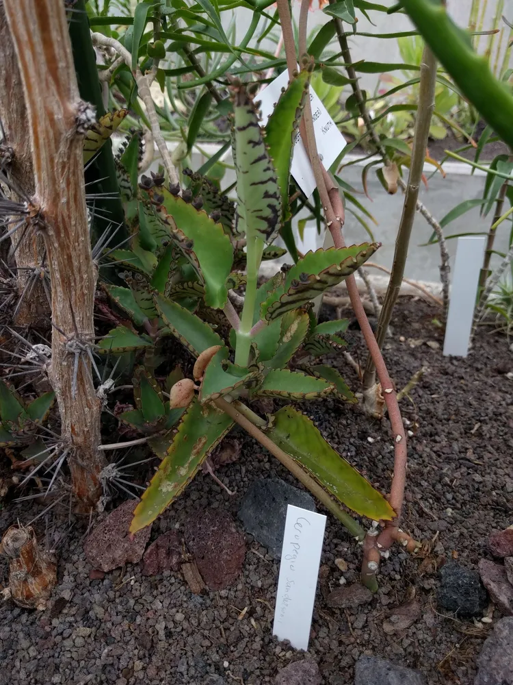 ceropegia sandersonii plant showing characteristic features