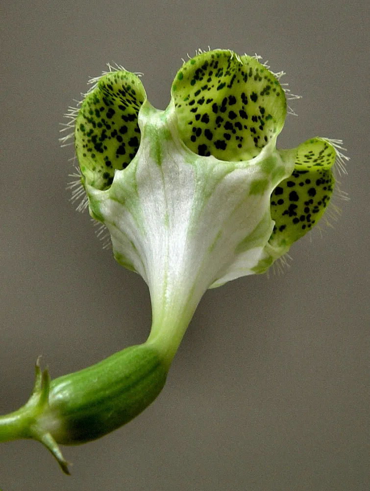 ceropegia sandersonii plant showing characteristic features