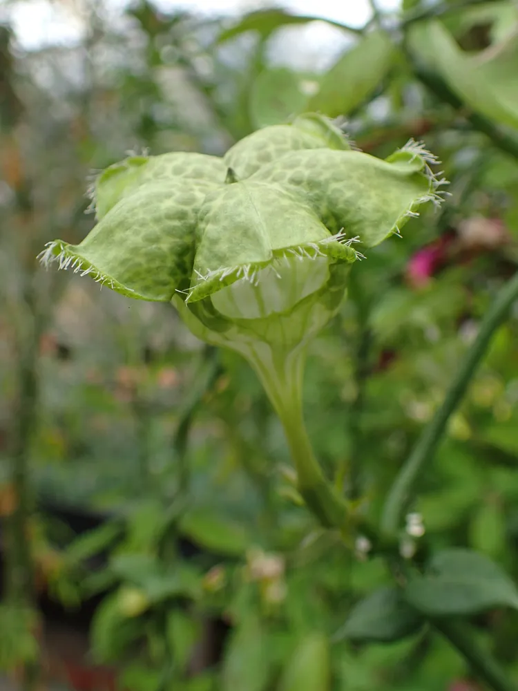 ceropegia sandersonii plant showing characteristic features