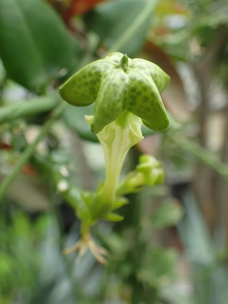 ceropegia sandersonii plant showing characteristic features