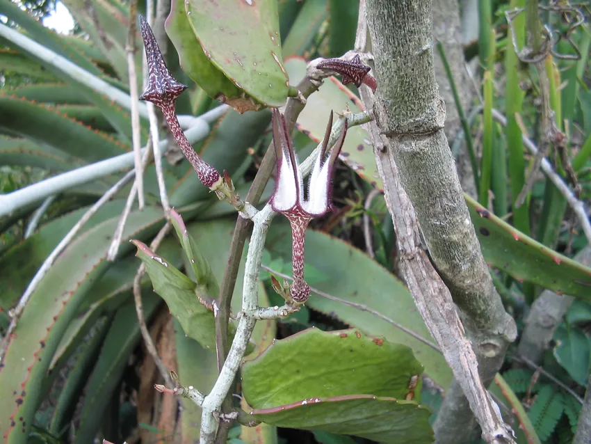 ceropegia stapeliiformis plant showing characteristic features