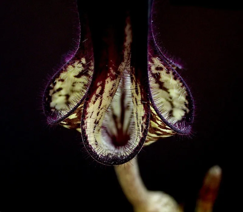 ceropegia stapeliiformis plant showing characteristic features