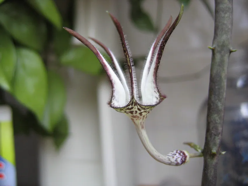 ceropegia stapeliiformis plant showing characteristic features