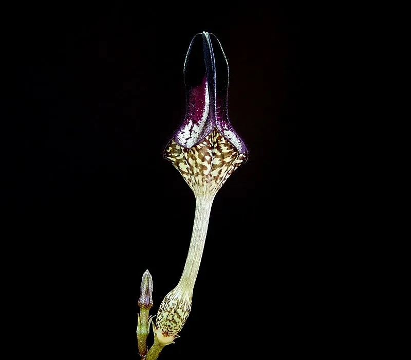 ceropegia stapeliiformis plant showing characteristic features