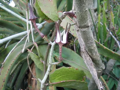 ceropegia stapeliiformis thumbnail