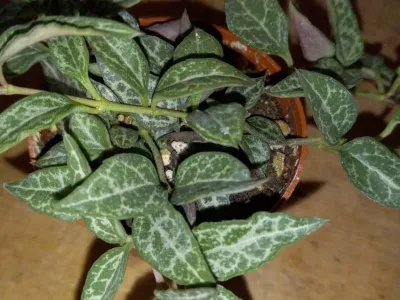 thumbnail ceropegia 'string of spades'