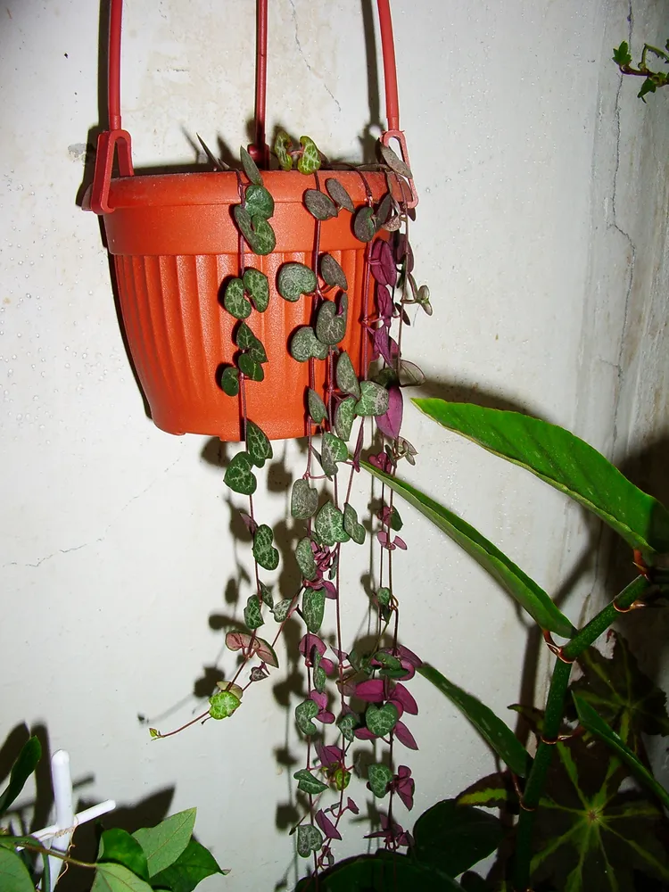 ceropegia woodii plant showing characteristic features