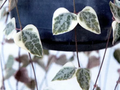 thumbnail ceropegia woodii 'merel'