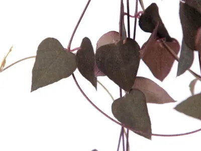 thumbnail ceropegia woodii 'remy'