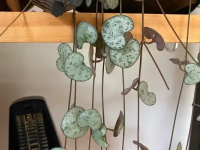 thumbnail ceropegia woodii 'silver glory'