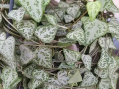 thumbnail ceropegia woodii 'string of arrows'