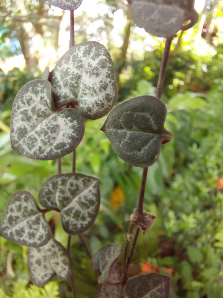 ceropegia woodii plant showing characteristic features