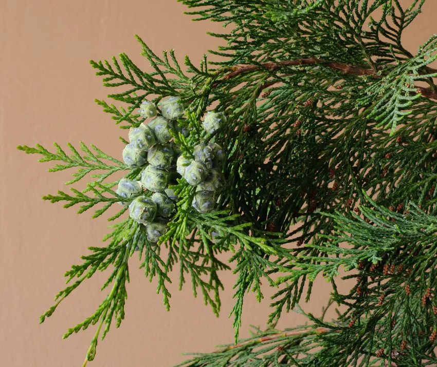 Plante chamaecyparis lawsoniana montrant ses caractéristiques typiques