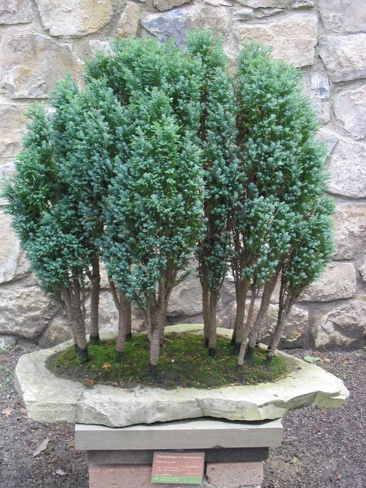 Plante chamaecyparis lawsoniana montrant ses caractéristiques typiques