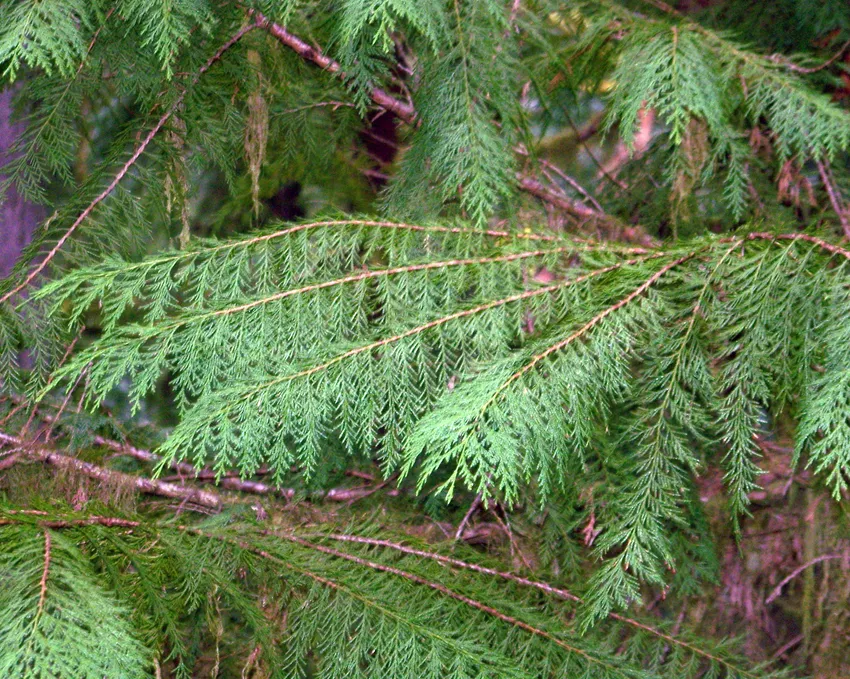 Plante chamaecyparis lawsoniana montrant ses caractéristiques typiques