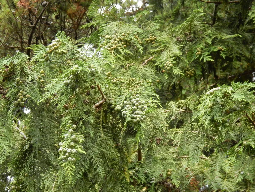 Plante chamaecyparis lawsoniana montrant ses caractéristiques typiques