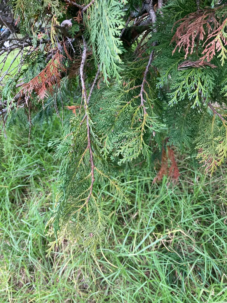 Plante chamaecyparis lawsoniana montrant ses caractéristiques typiques