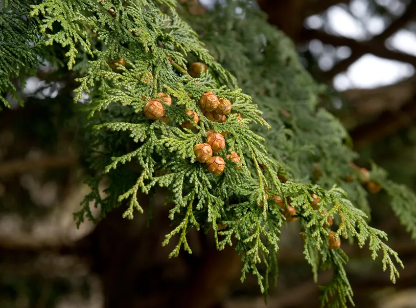 Plante chamaecyparis obtusa montrant ses caractéristiques typiques