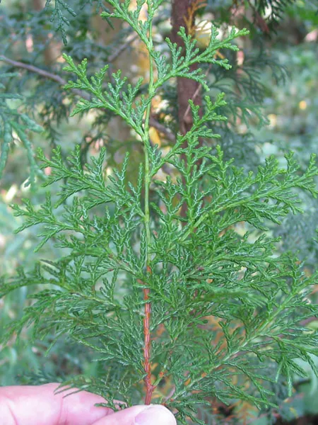 Plante chamaecyparis obtusa montrant ses caractéristiques typiques