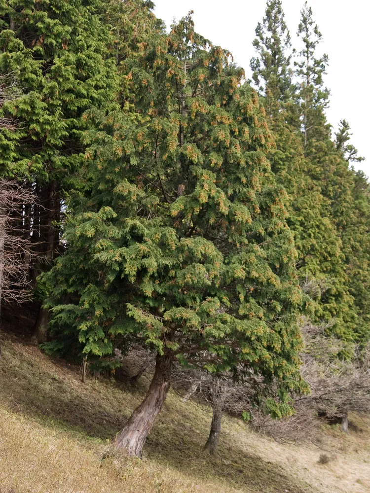 Plante chamaecyparis obtusa montrant ses caractéristiques typiques