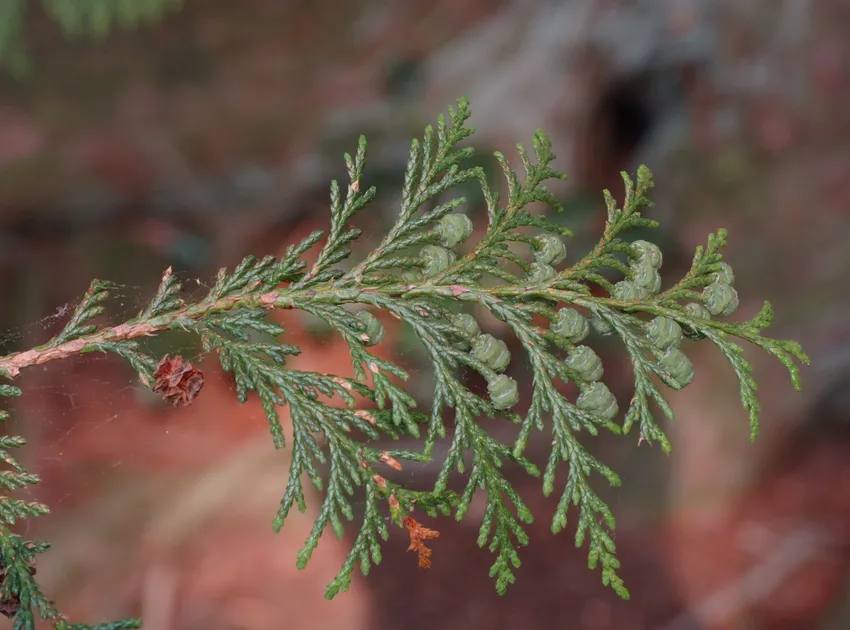 Plante chamaecyparis pisifera montrant ses caractéristiques typiques