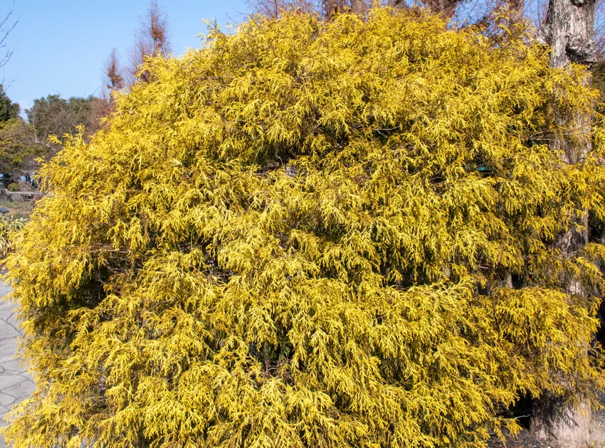 Plante chamaecyparis pisifera montrant ses caractéristiques typiques