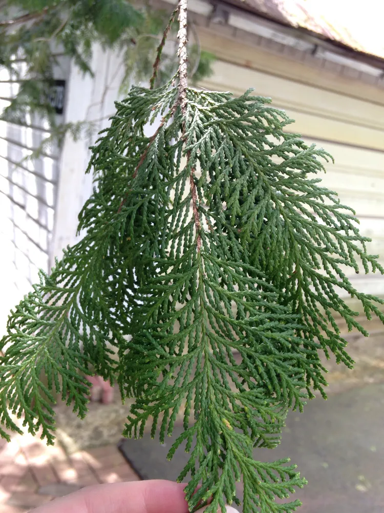 Plante chamaecyparis pisifera montrant ses caractéristiques typiques