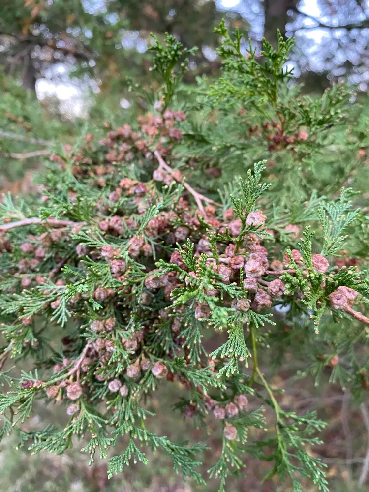 Plante chamaecyparis thyoides montrant ses caractéristiques typiques