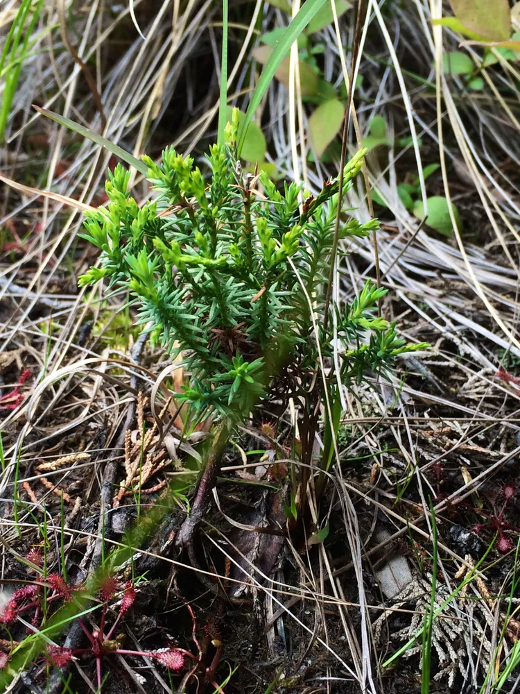 Plante chamaecyparis thyoides montrant ses caractéristiques typiques