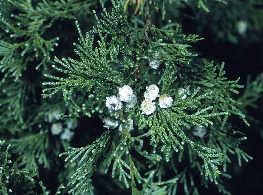 Plante chamaecyparis thyoides montrant ses caractéristiques typiques