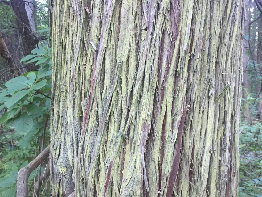 Plante chamaecyparis thyoides montrant ses caractéristiques typiques