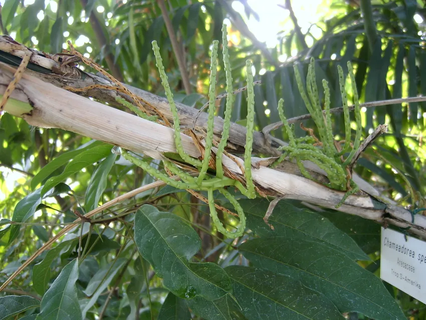 Plante chamaedorea microspadix montrant ses caractéristiques typiques