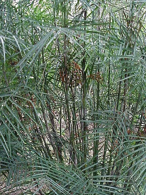 Plante chamaedorea seifrizii montrant ses caractéristiques typiques