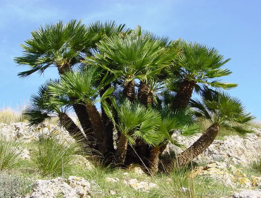 chamaerops humilis plant showing characteristic features