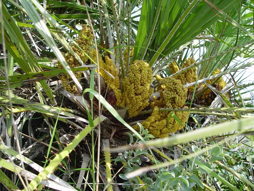 chamaerops humilis plant showing characteristic features