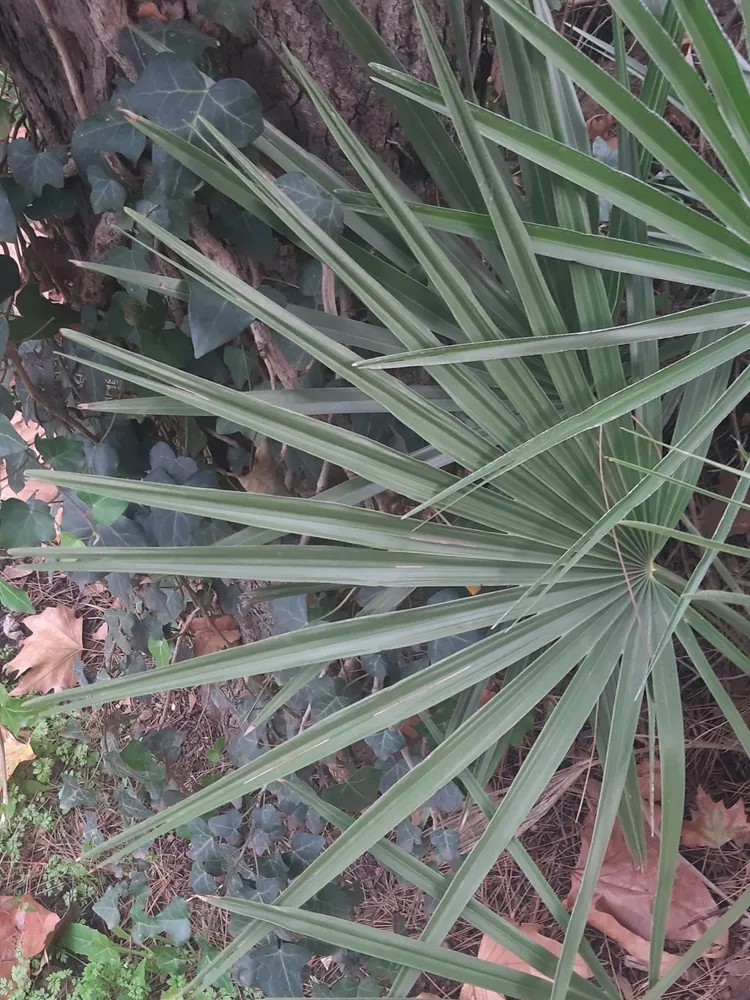 chamaerops humilis plant showing characteristic features