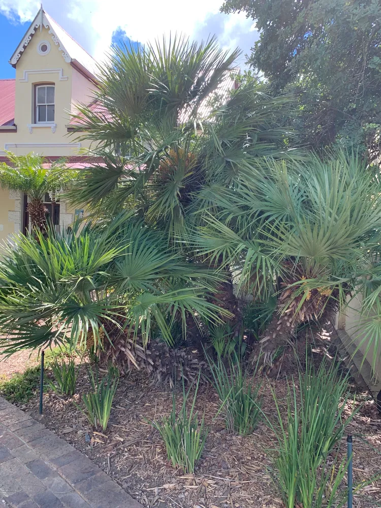 chamaerops humilis plant showing characteristic features