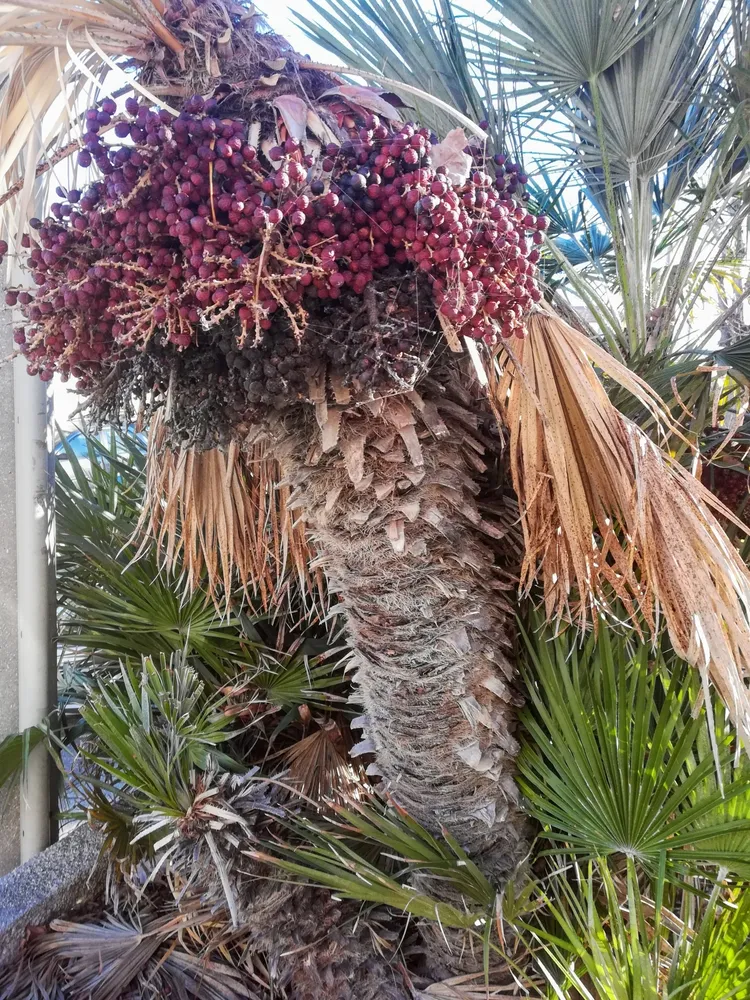 chamaerops humilis plant showing characteristic features