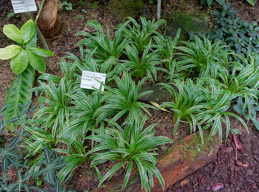 Plante chlorophytum bichetii montrant ses caractéristiques typiques