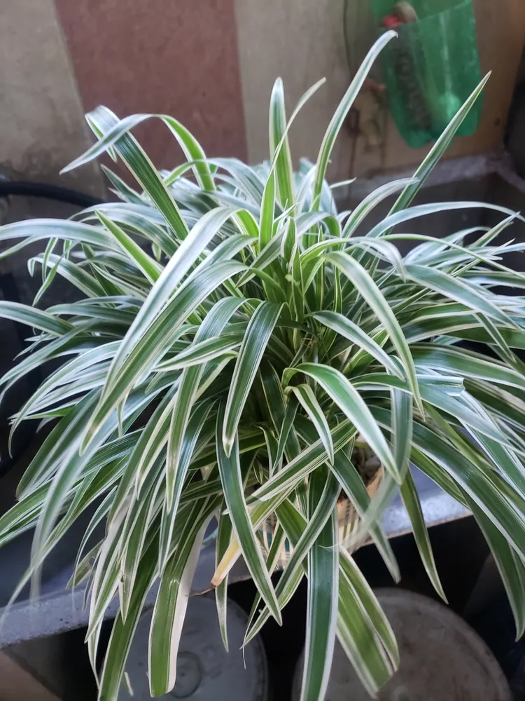 Plante chlorophytum bichetii montrant ses caractéristiques typiques