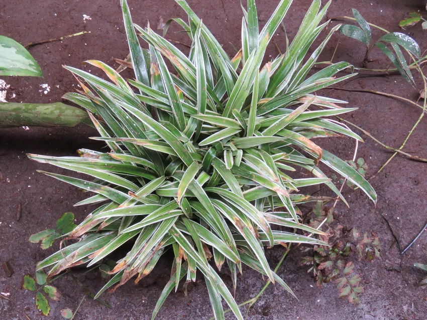 Plante chlorophytum bichetii montrant ses caractéristiques typiques