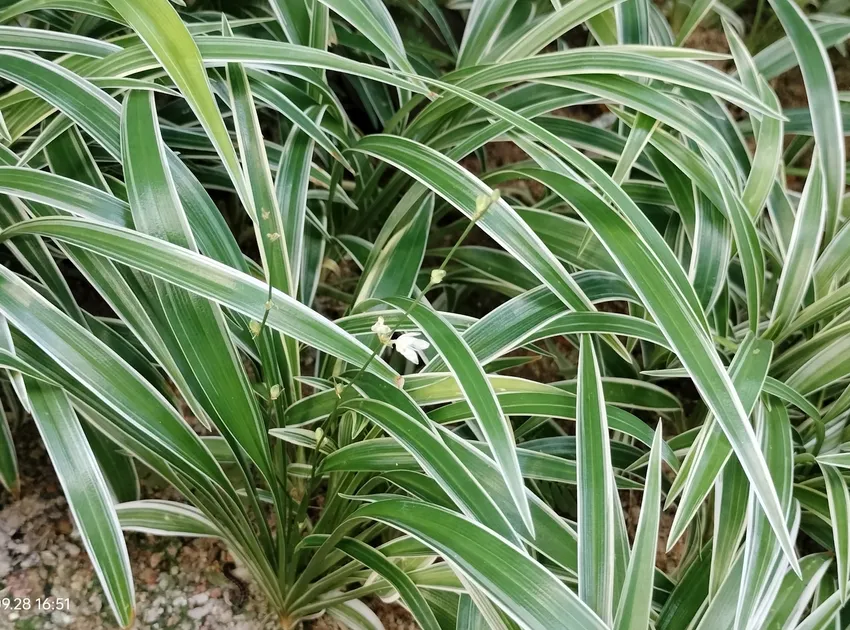 Plante chlorophytum bichetii montrant ses caractéristiques typiques