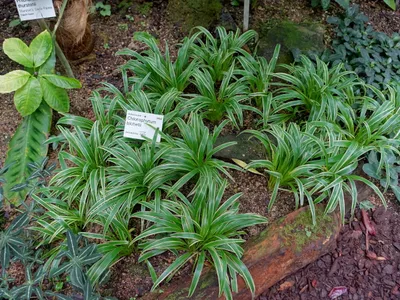 Image miniature de chlorophytum bichetii