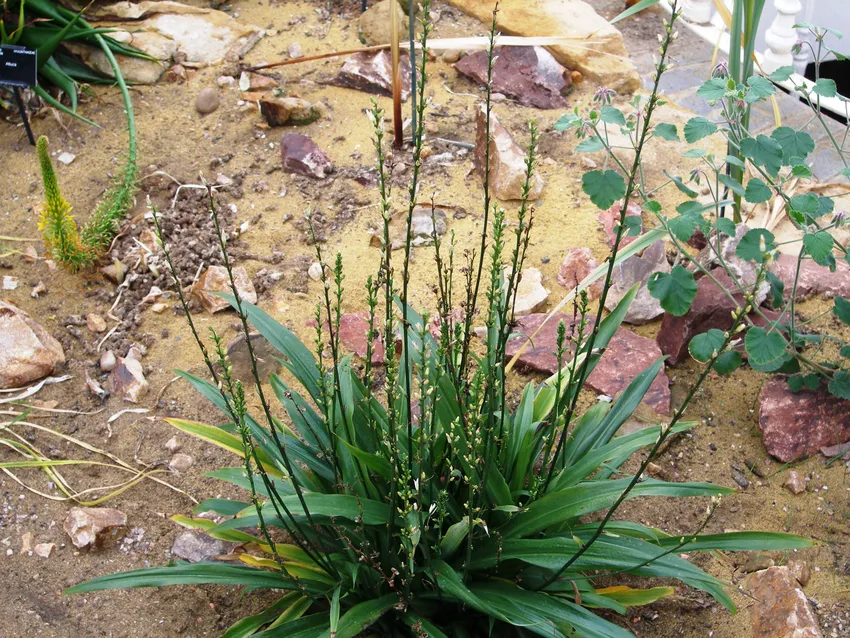 Plante chlorophytum bowkeri montrant ses caractéristiques typiques