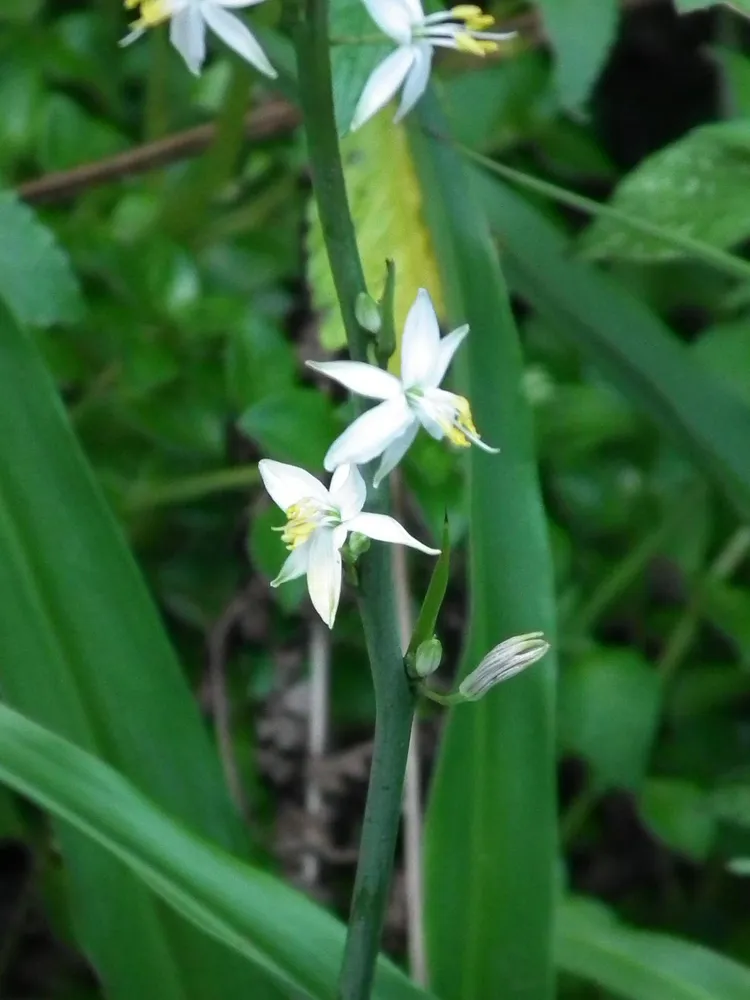 Plante chlorophytum bowkeri montrant ses caractéristiques typiques